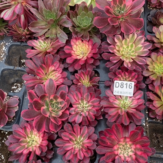 816苗21棵多肉植物