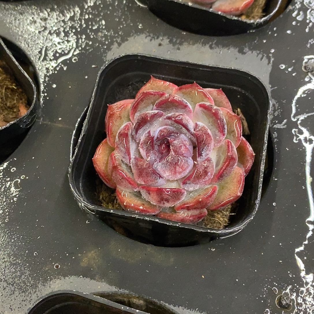 82。蓝莓。福利多多