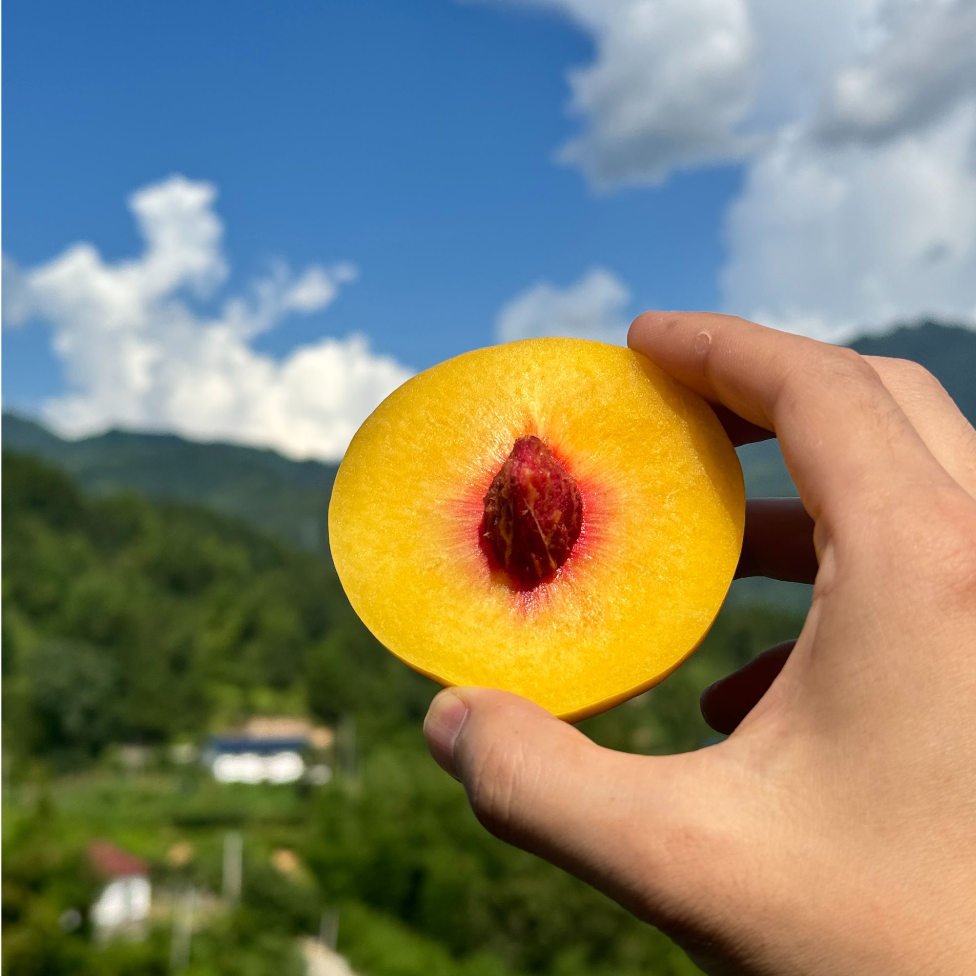 【盾哥严选】（福利果）正宗湖南炎陵黄桃小箱礼盒装红心脆甜现摘高山