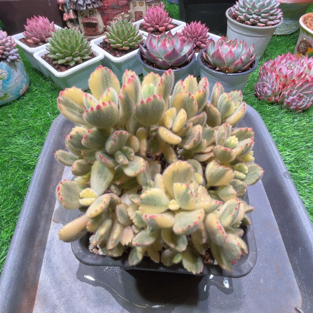 熊童子，14厘米，一物一拍 