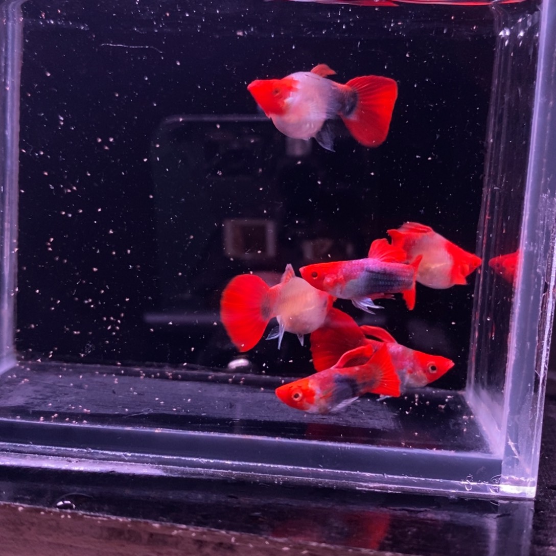 亚***瑟孔雀鱼蓝贵族三对