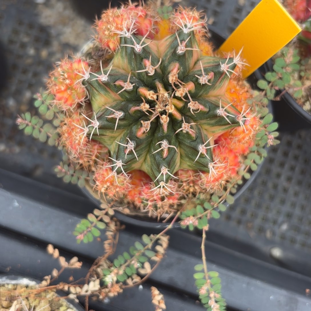 160-1214泰国发货多肉