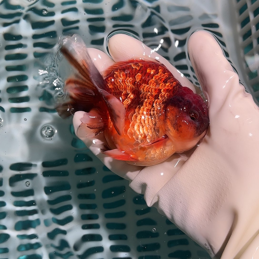 金鱼金鱼155528249540