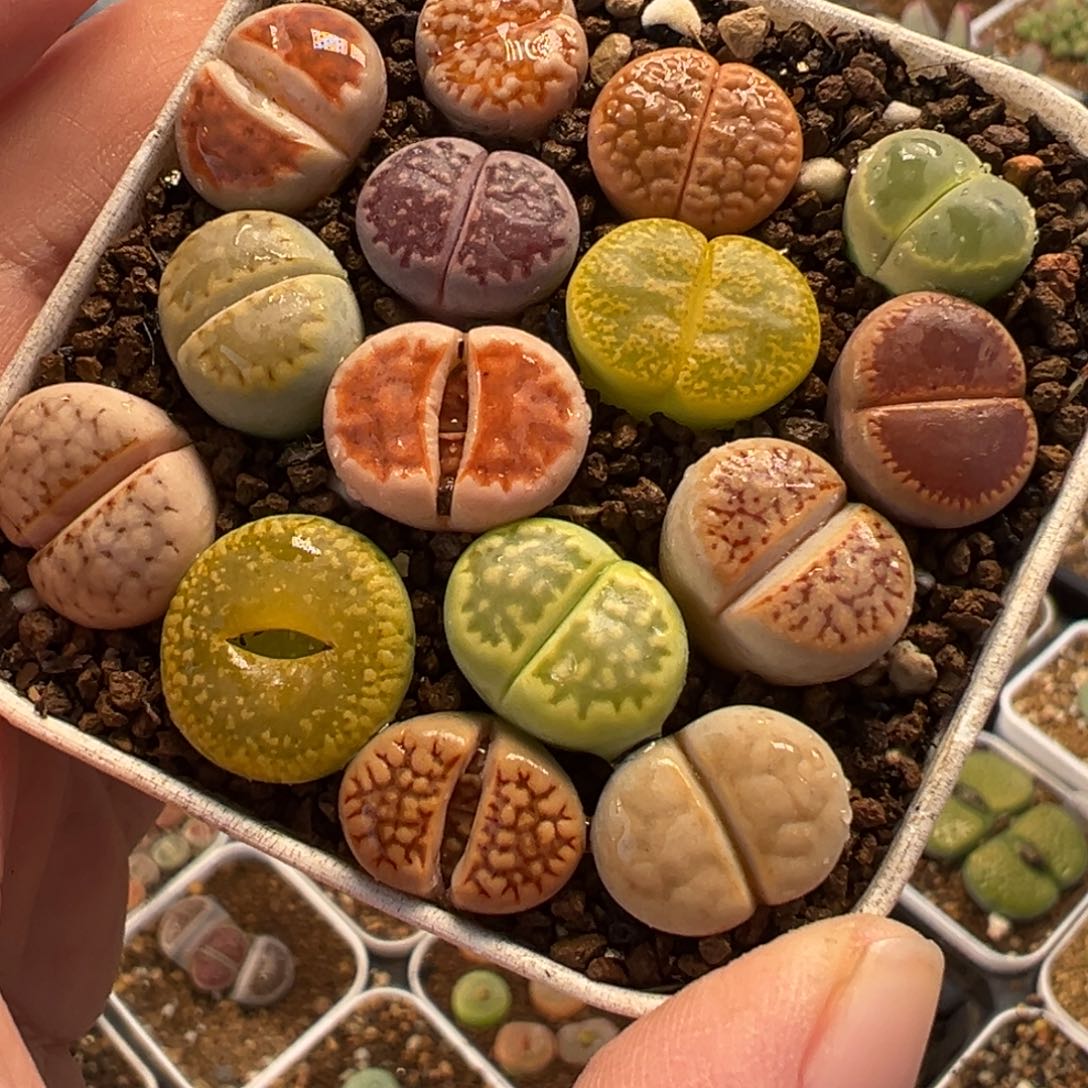 028多肉植物种类多样