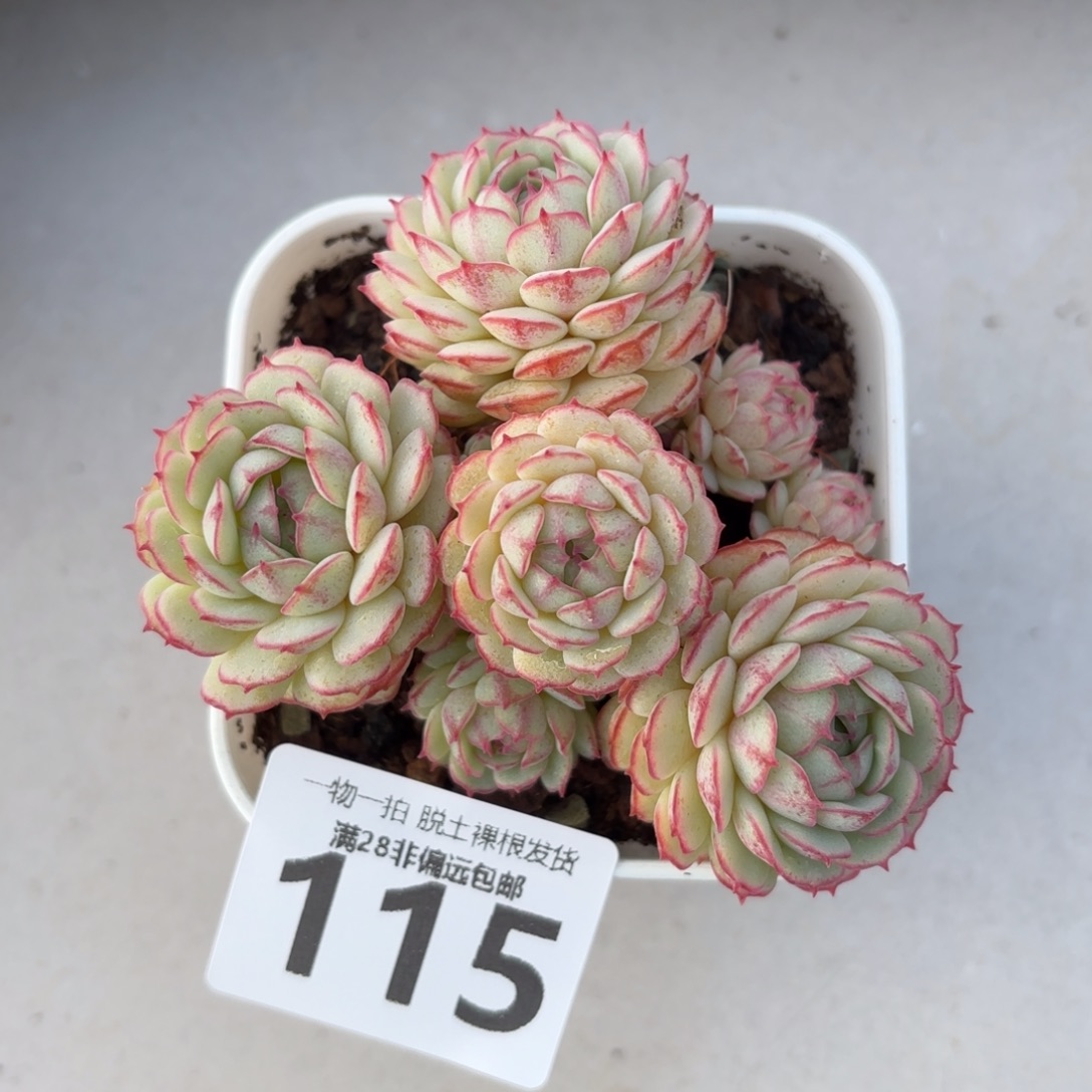 小红船老桩无盆土发货