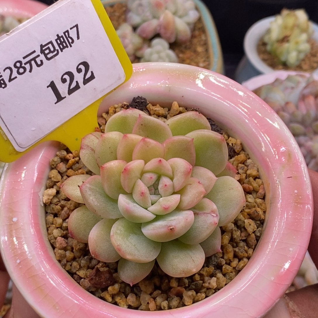 7122甜心石化拉丝锦多肉