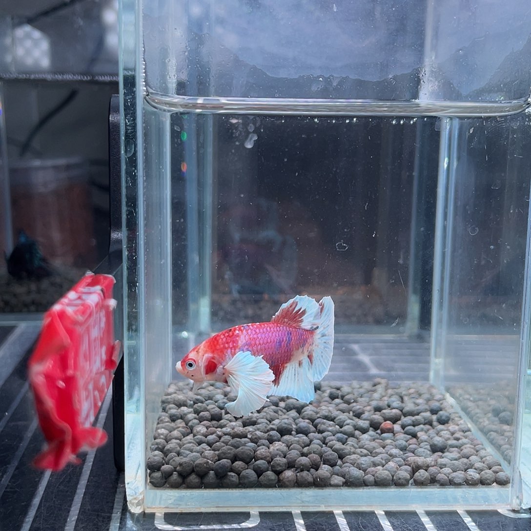 斗鱼漫画大耳001号公