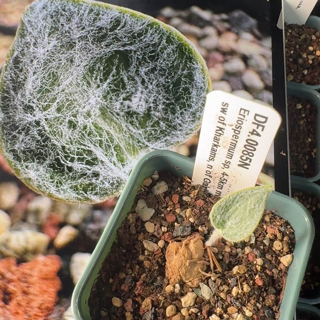 棉花糖雾冰玉带6cm盆发