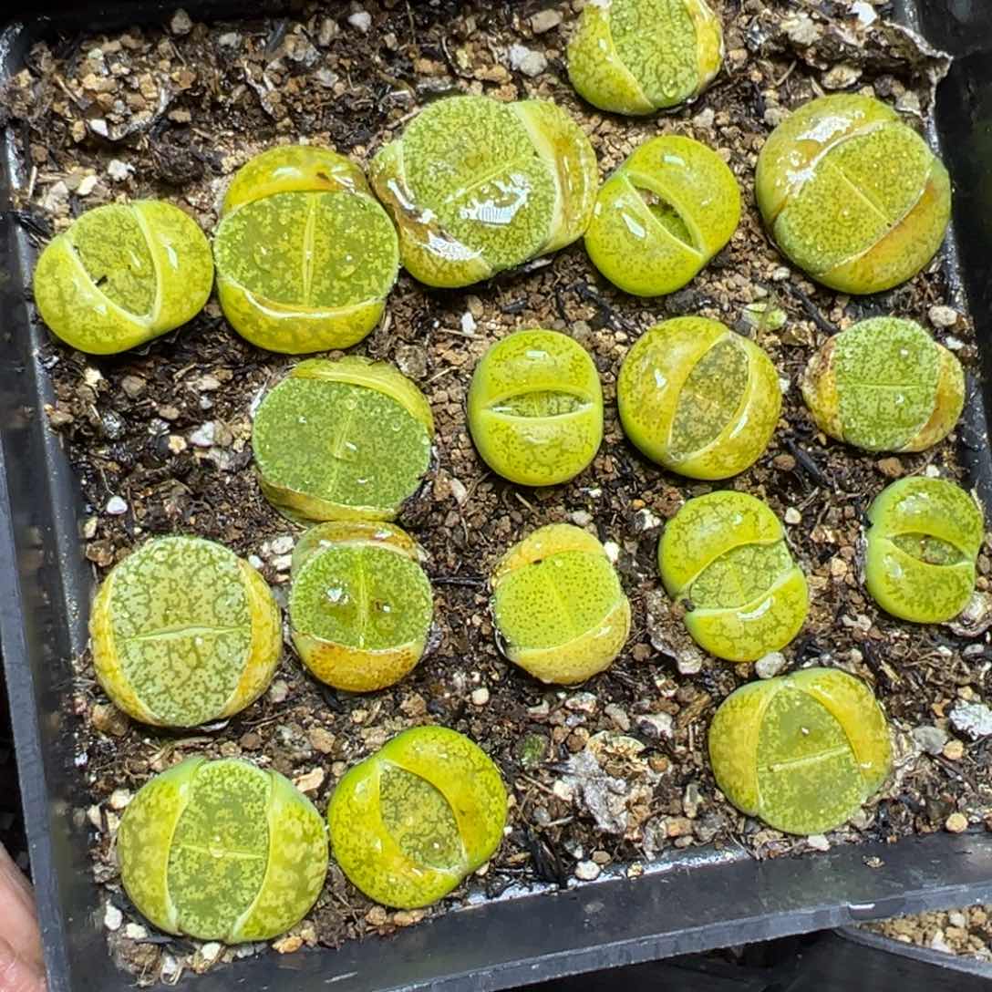 【闪购商品】 884。   