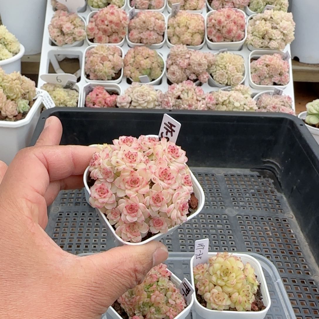 k***雯【闪购商品】0204-107（ht-53）