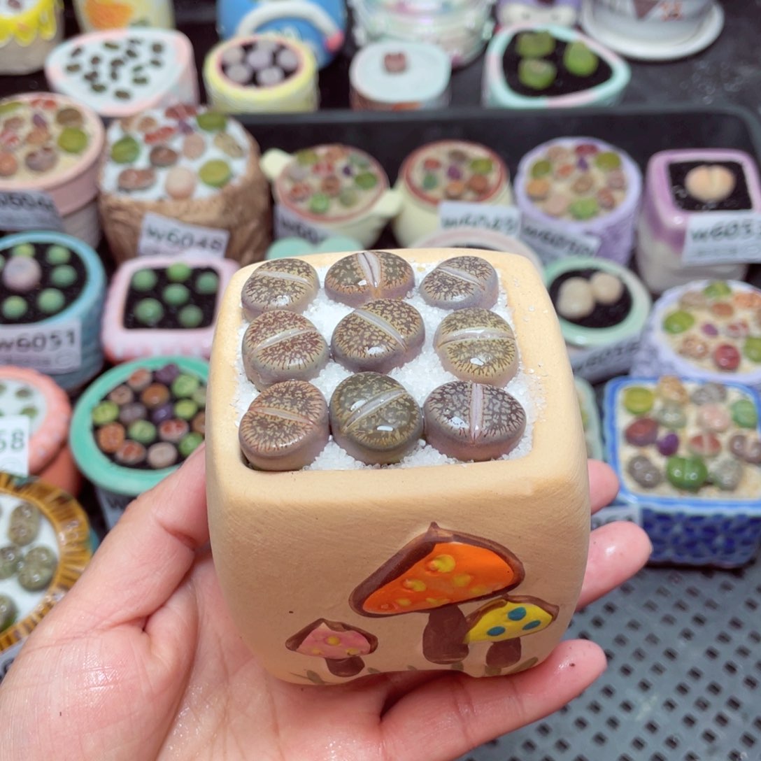 w6063 -零下地区拍保温箱-15支持寄养