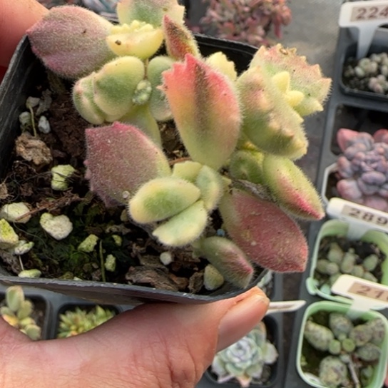 284白熊多肉植物多