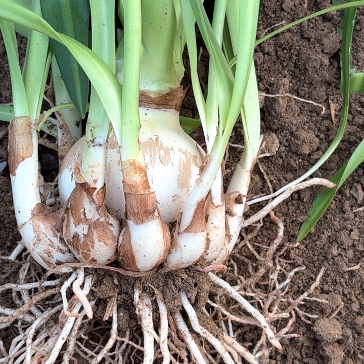 无花朵浩**爸白鬼一号包对版