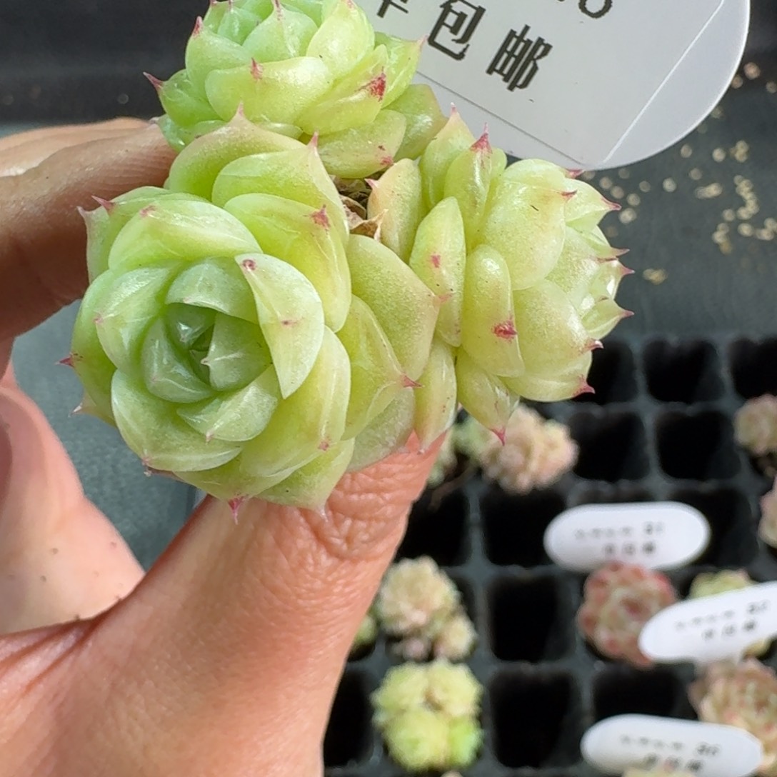 戴****?043-麦秆不包整一颗