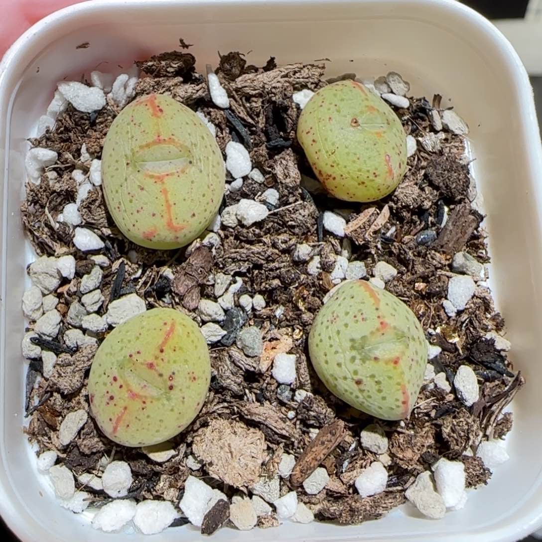 肉锥多肉植物百科25-643