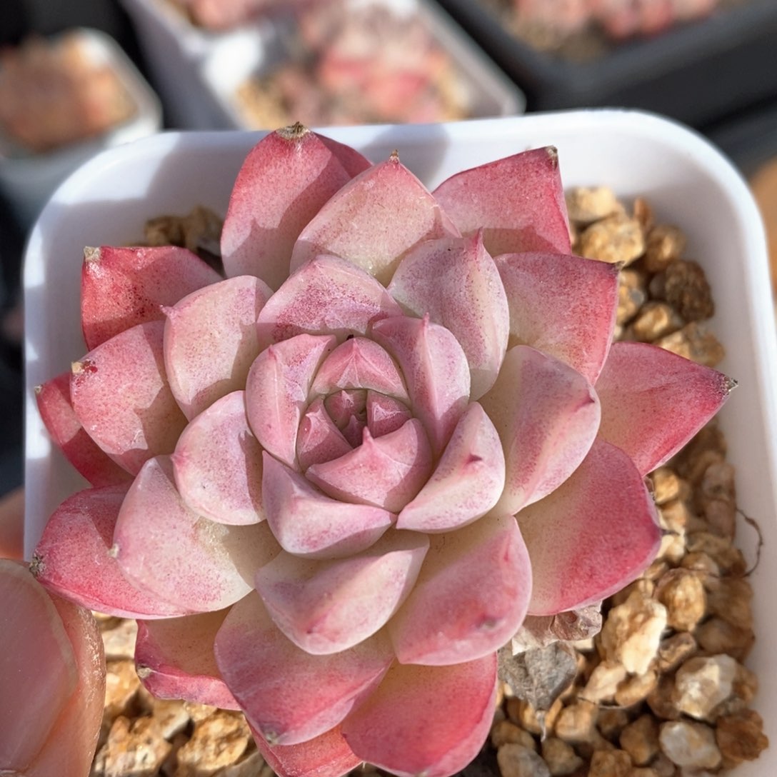 精品多肉一物一拍70