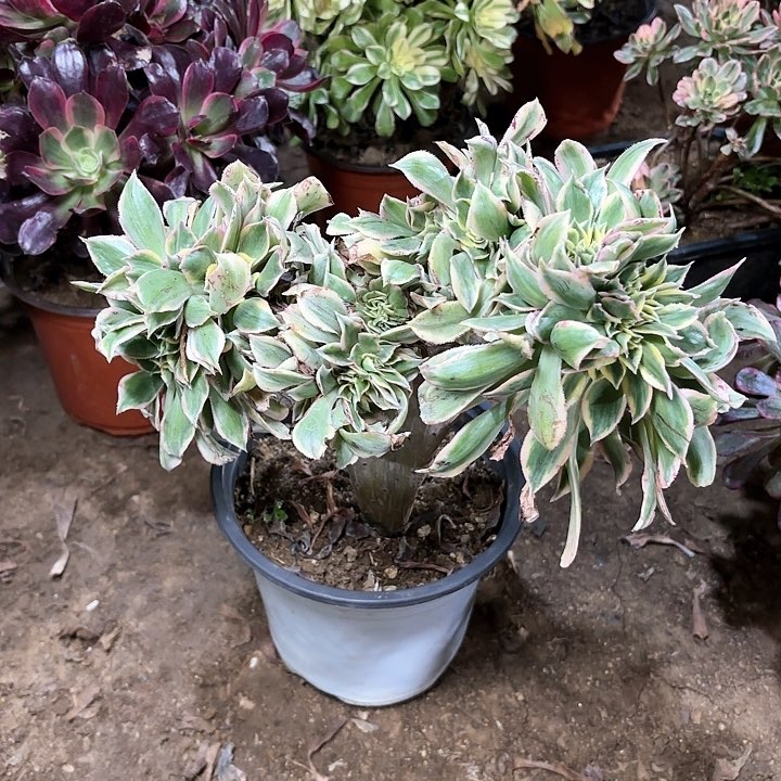 多肉植物法师灿烂缀14