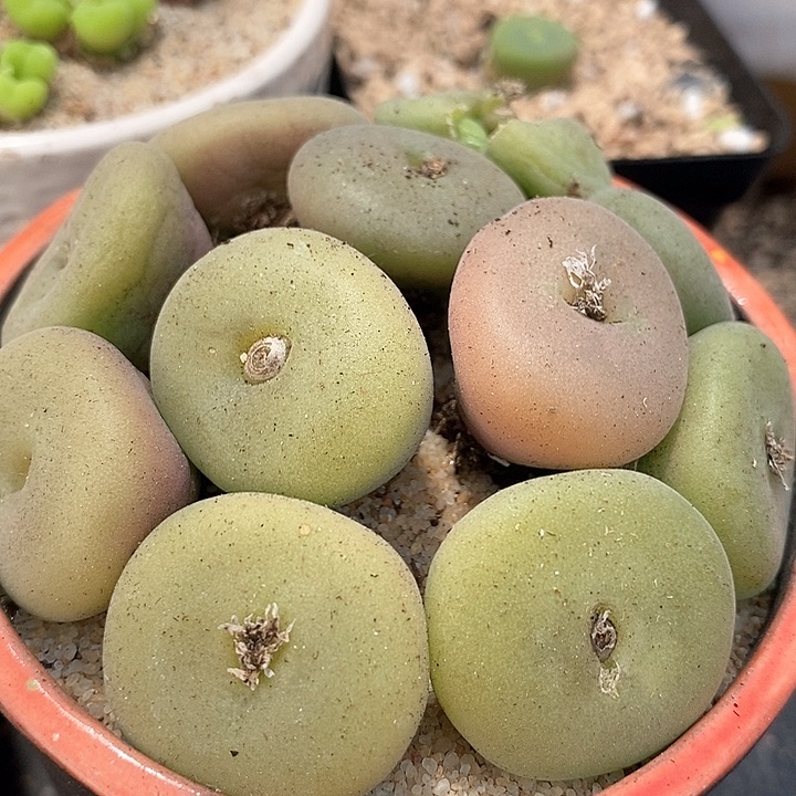 巨大空卡佛一颗          