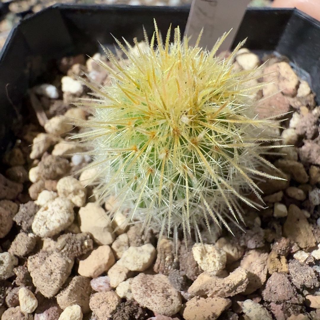 实生金刺御旗脱土发货