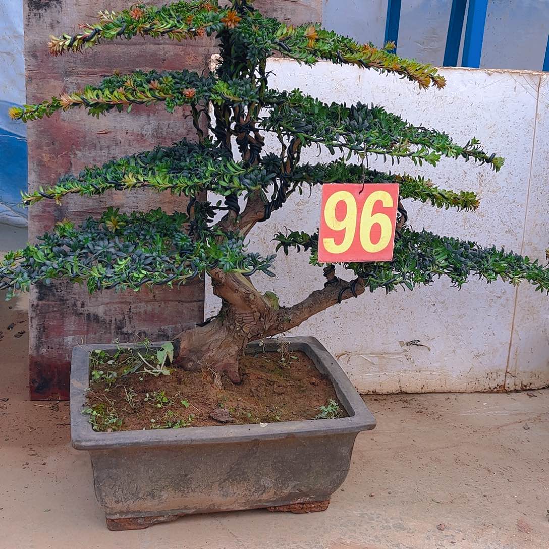 沉***叔无花朵老桩罗汉松