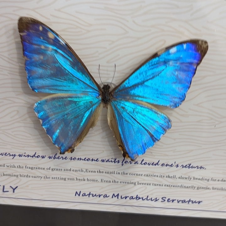 —***—蝴蝶标本定制534@