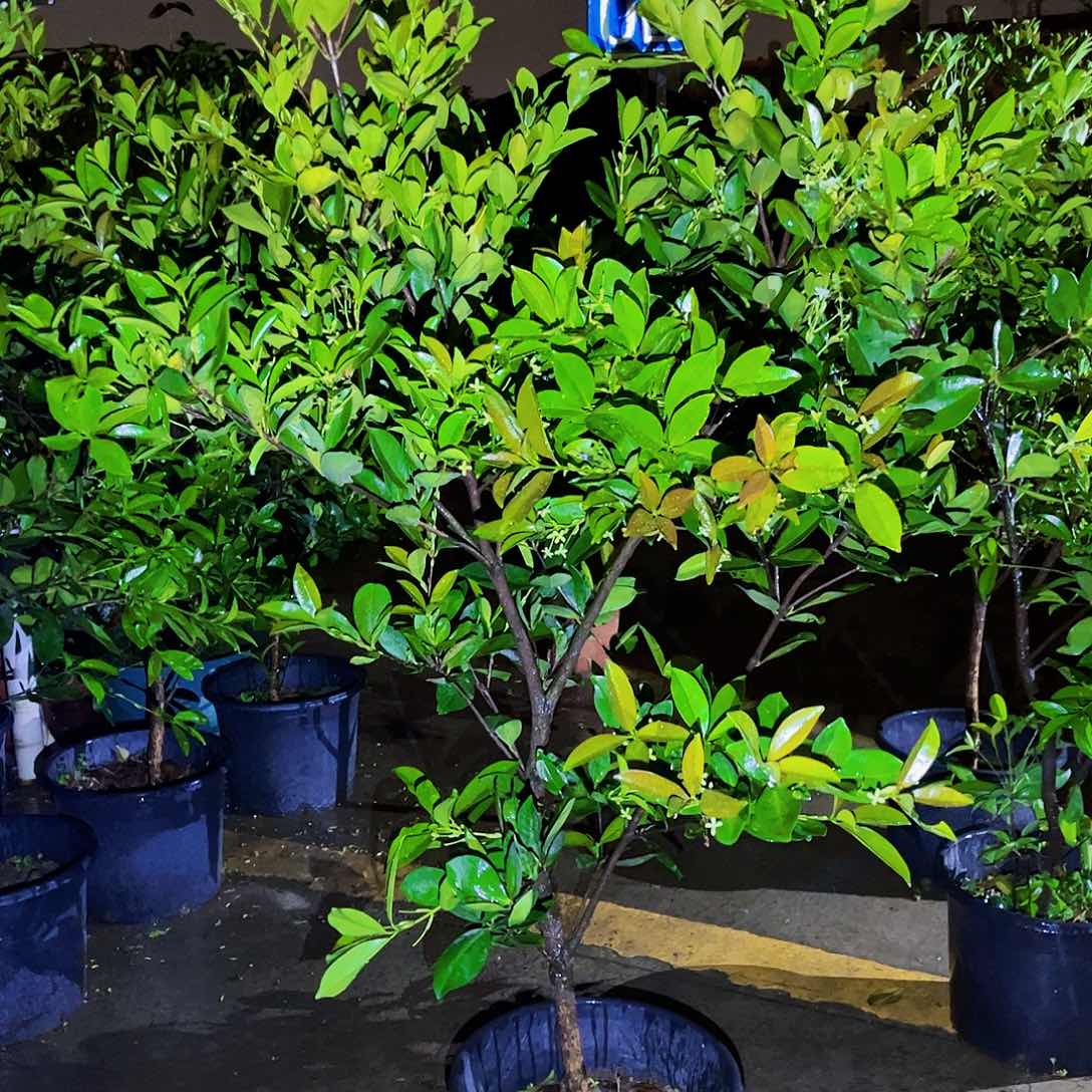 ?**鲎果苗，果苗。果苗6666