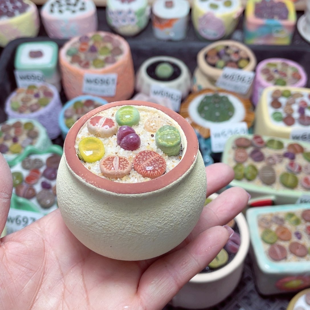 w6986 -零下地区拍保温箱-15支持寄养