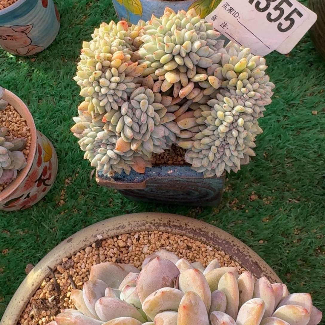 星影树缀无砍多肉