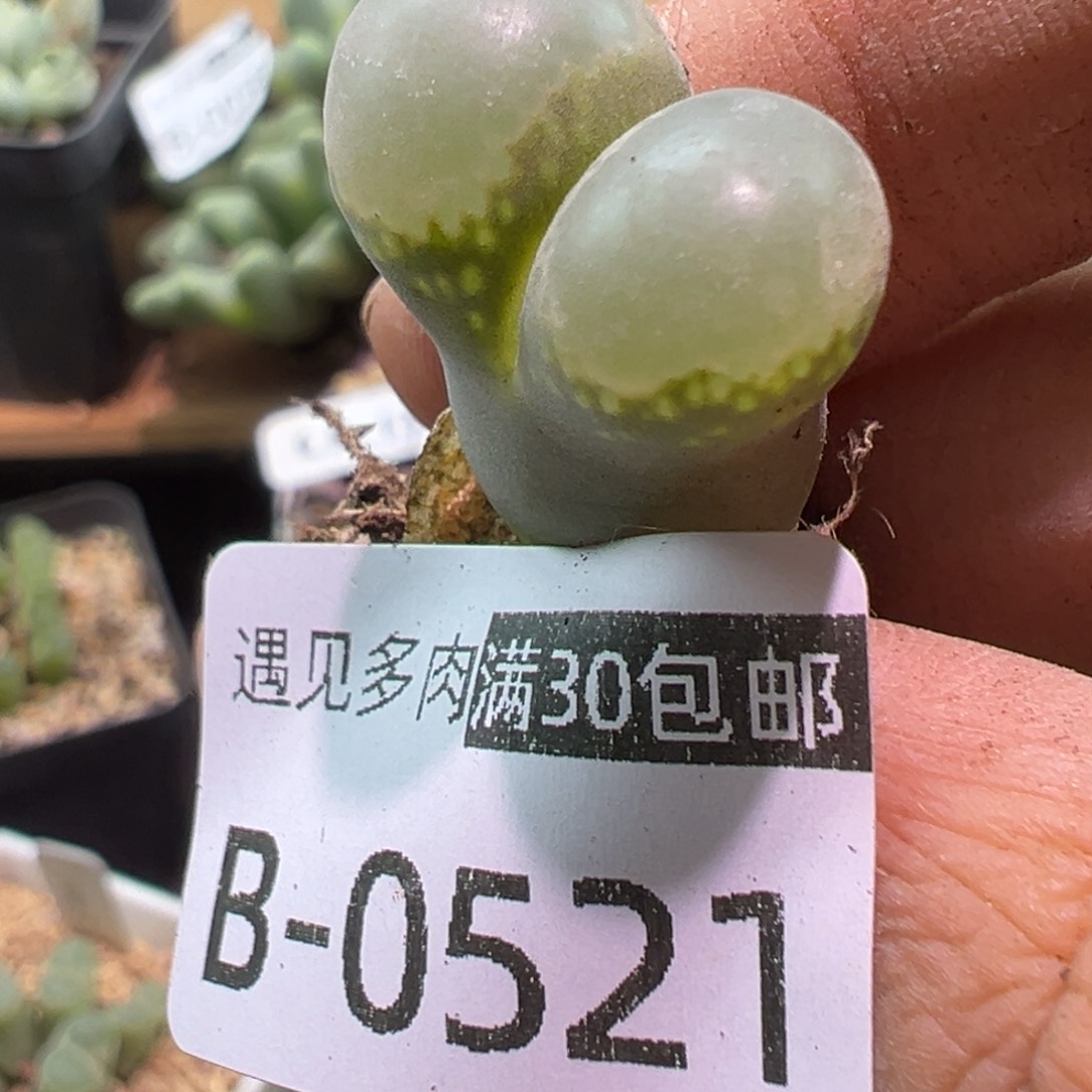 多肉植物11111111111111