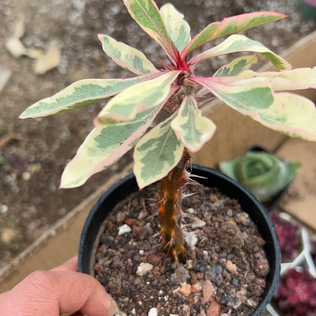 多肉植物多肉植物