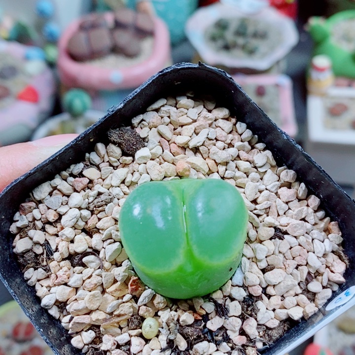 生石花花花花花花821