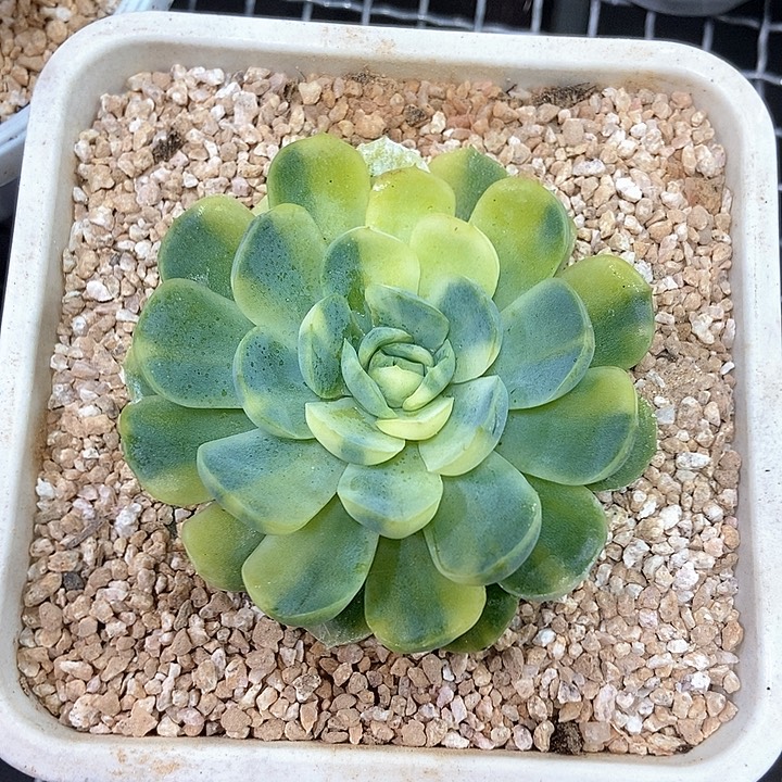 贝瑞黄锦多肉植物