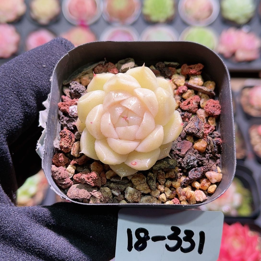 花利美18-331麦秆