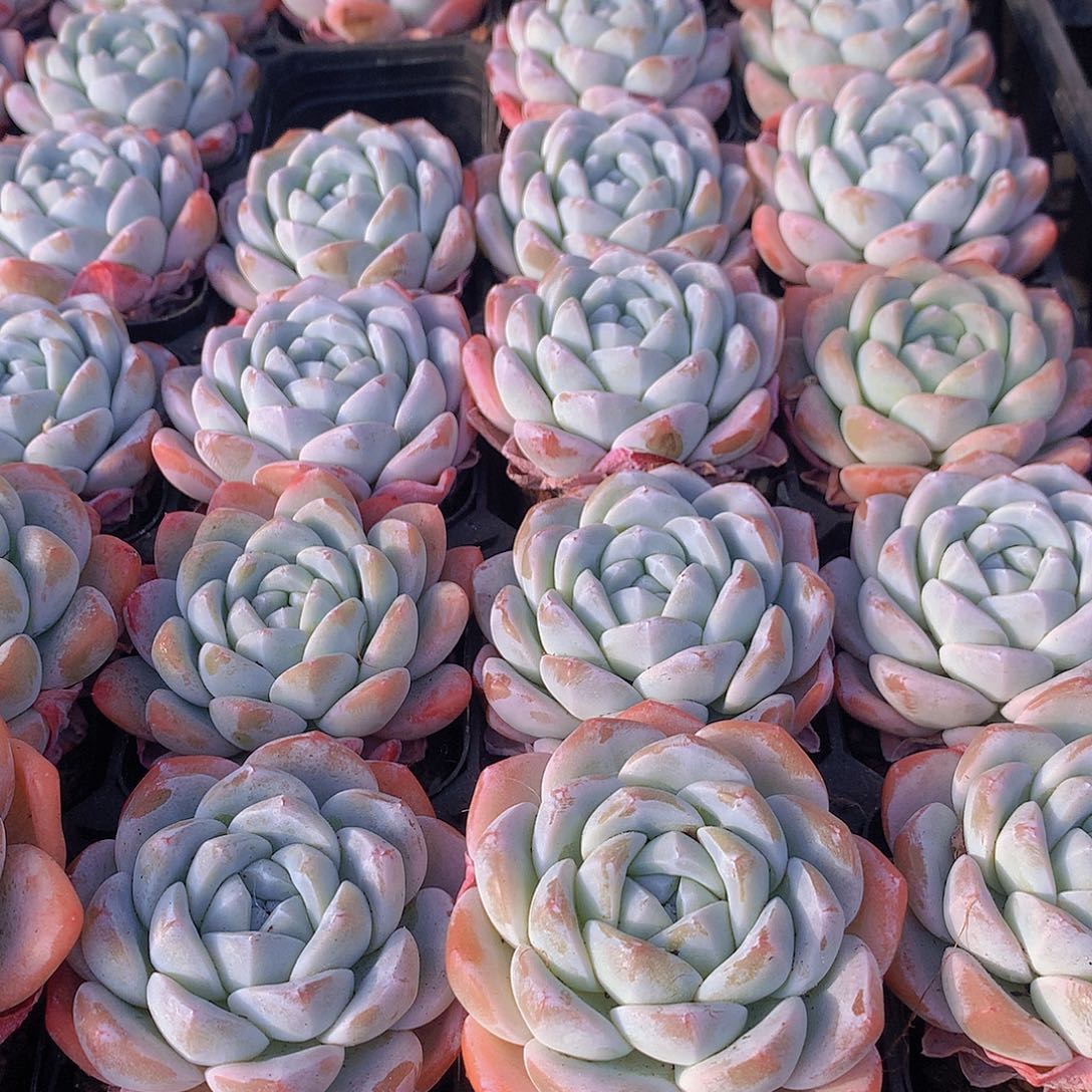 两颗冰玉4ettyuuu6788