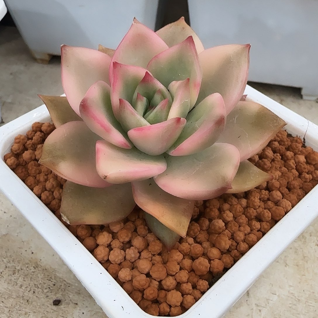 卡梅拉锦多肉植物
