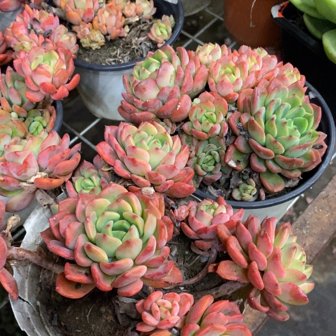 芬达整桩两盆，120杯