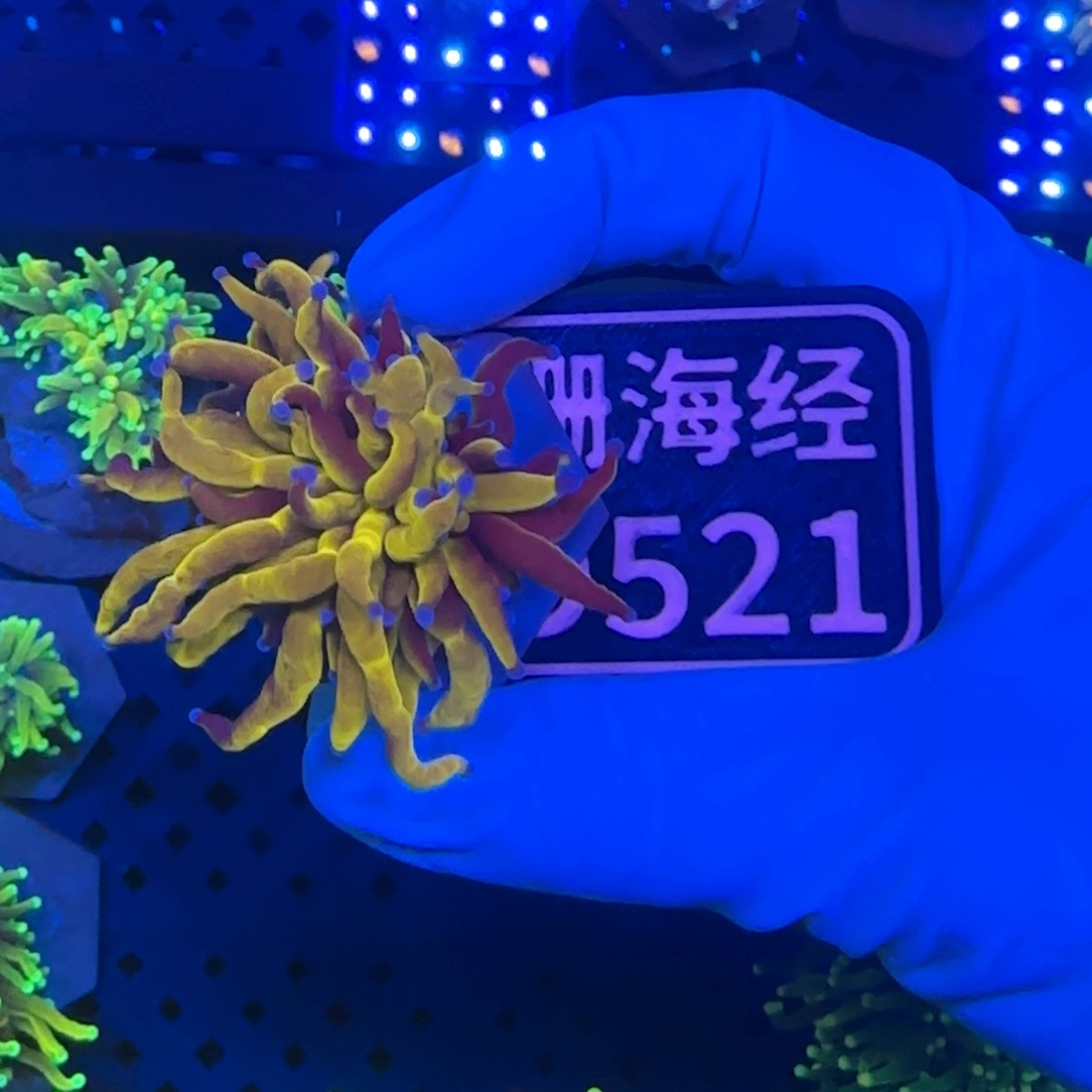 惠***明纽扣珊瑚又又不包邮马尼拉金火柴D521