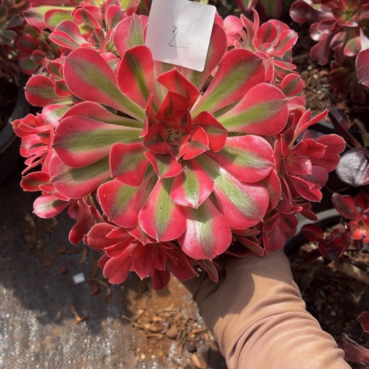 云南水蜜桃好看2号