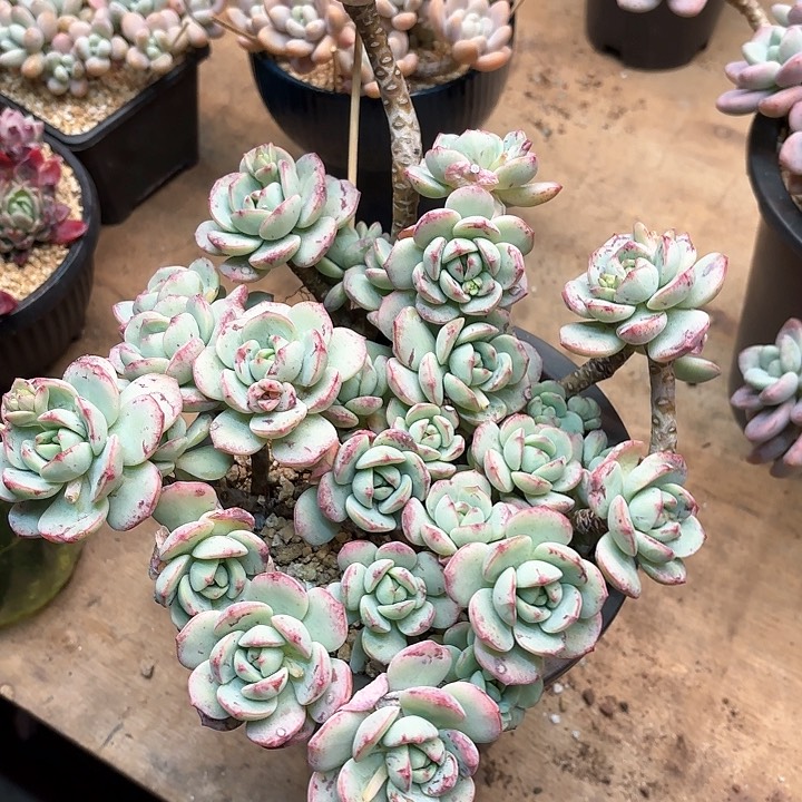 多肉植物，香草一颗