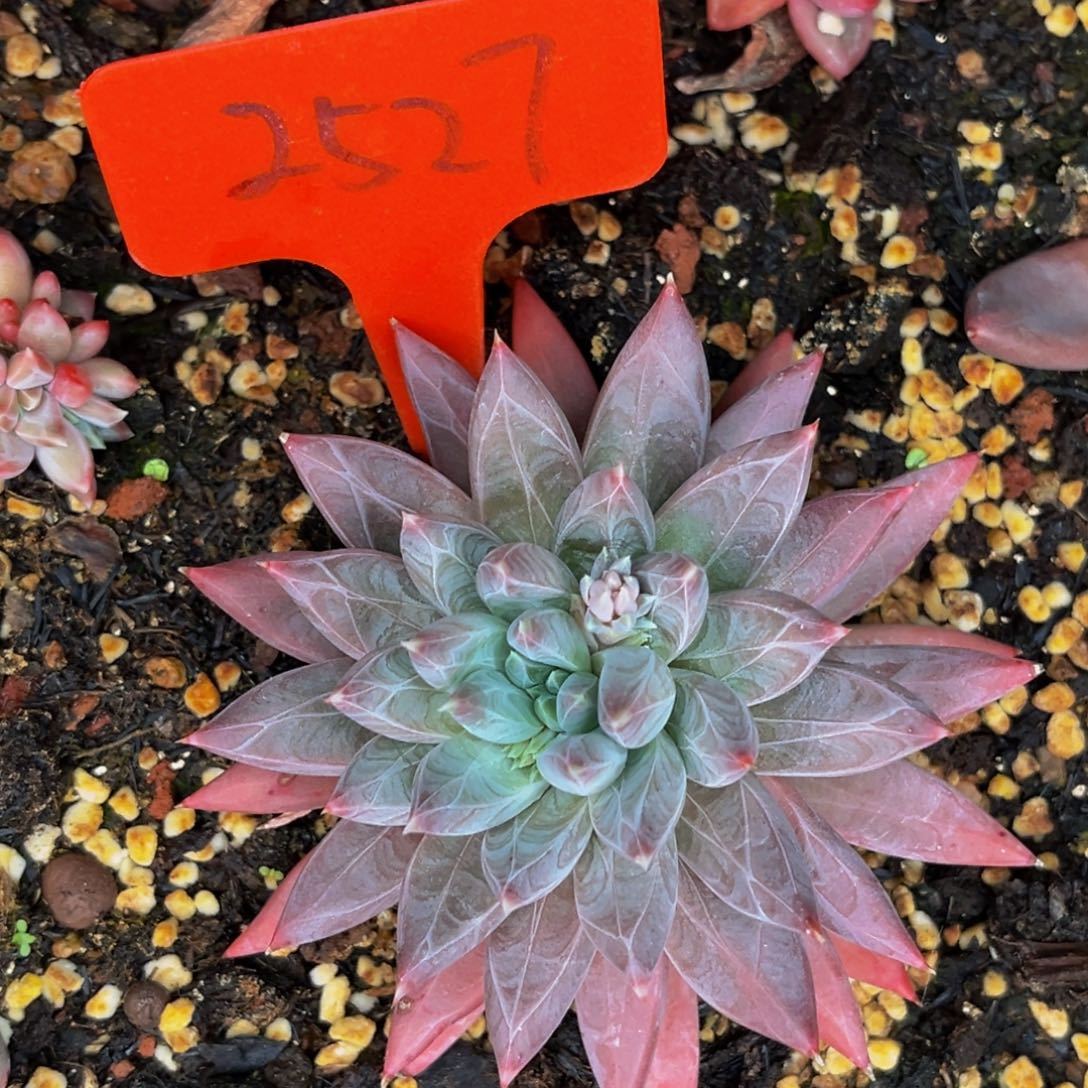 2527号晚上多肉植物群生