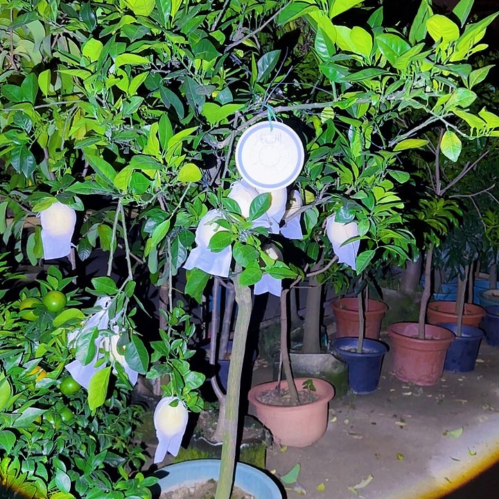 想***了无花朵果树11111111111111