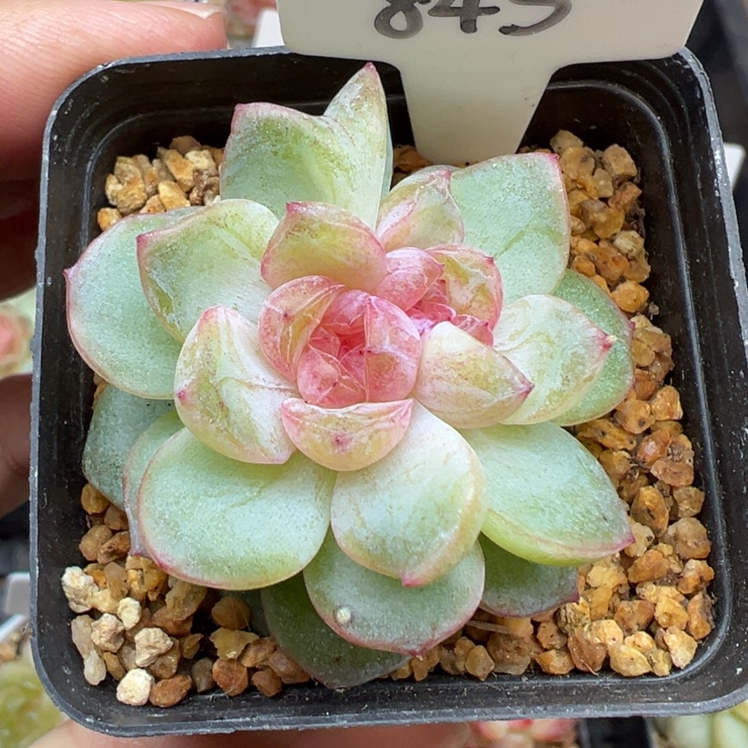 845号风花雪月系列若梦