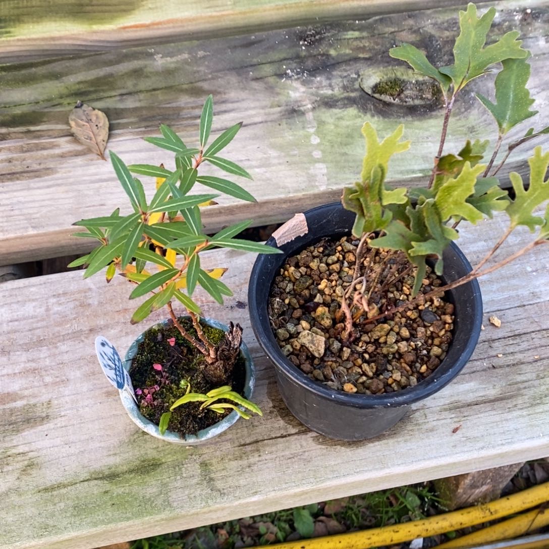 K****无花朵两个草       