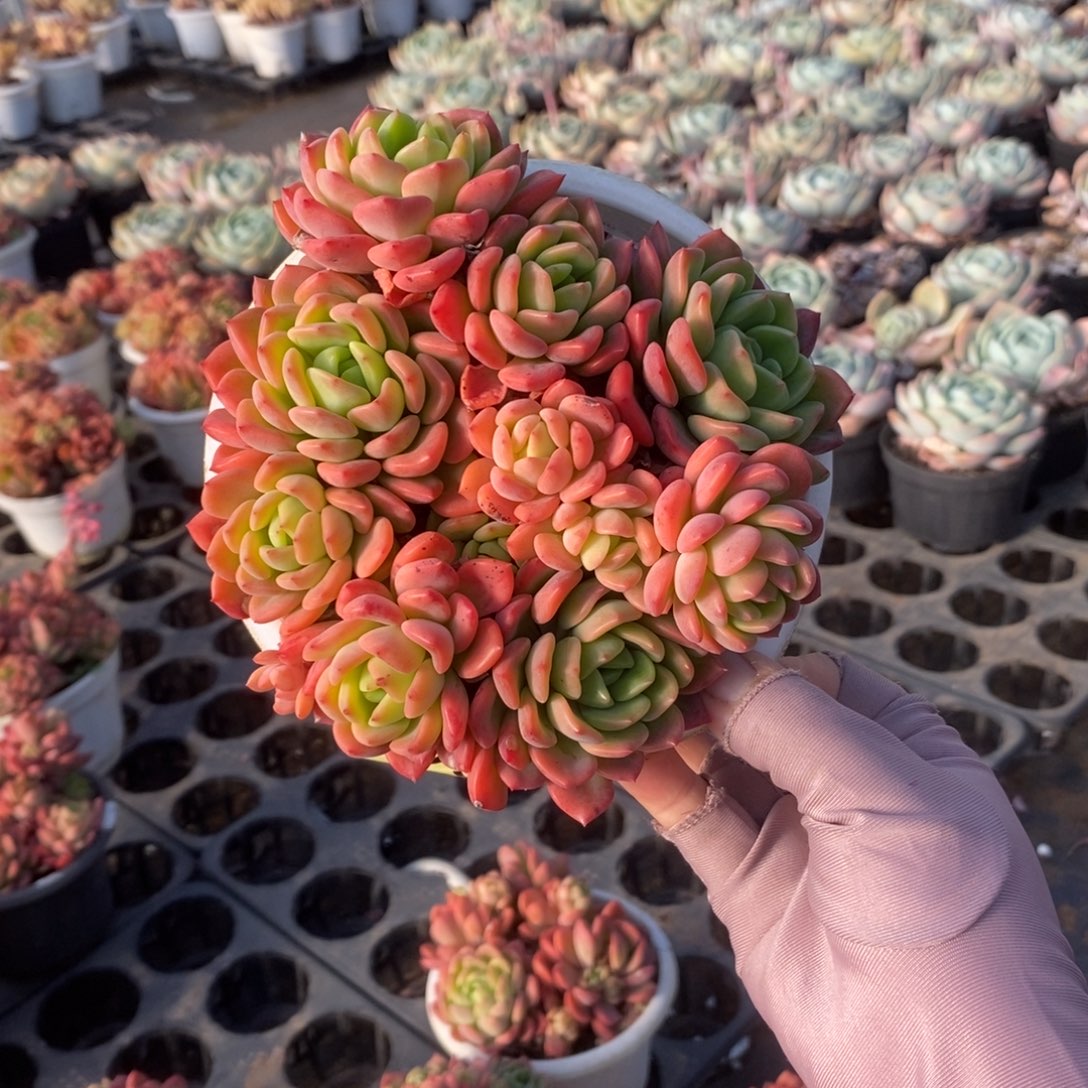 703芬达老桩一物一拍