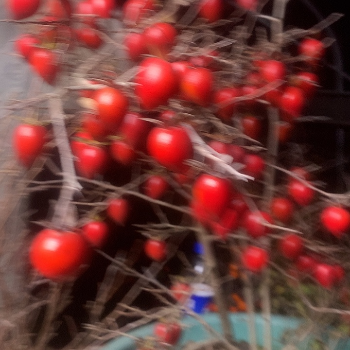 无花朵老鸦的眼睛