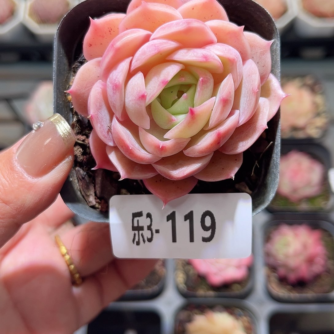 乐3-119 昂斯诺单头