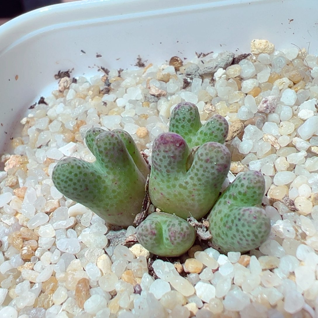 1201-214多肉多肉