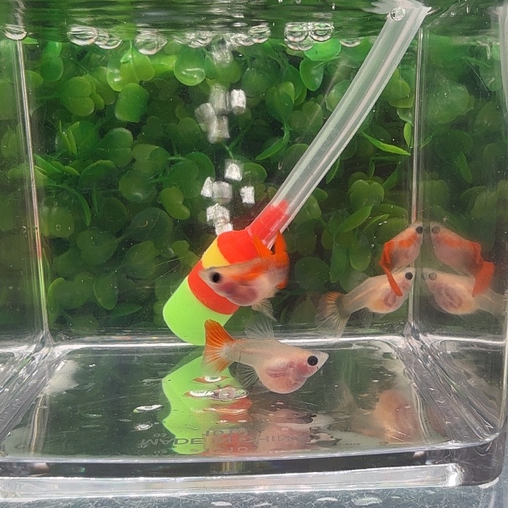 孔雀鱼红礼服玻璃猫球2对