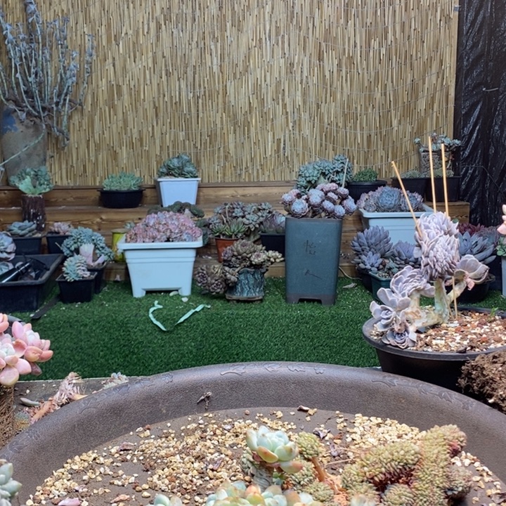 梦***萍62号冷香多肉植物