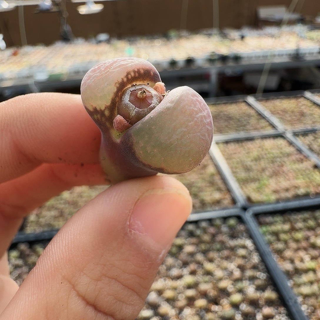 A***l多肉植物福利风铃900